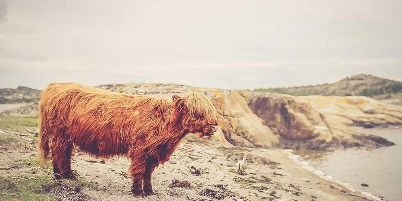 现代锅炉趋势:智能、高效与可持续的供暖解决方案