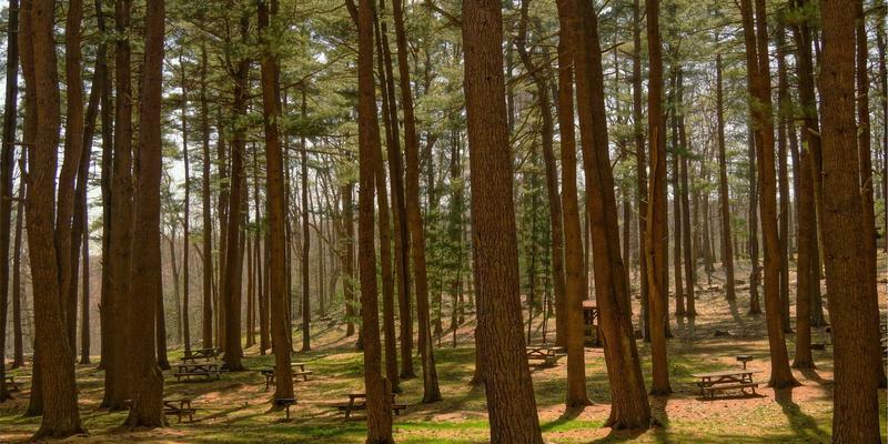 生物质锅炉供暖解决方案全解析：燃料特性、预处理与灰渣处理关键技术