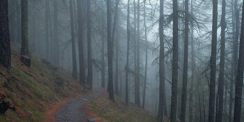 蒸汽锅炉在食品加工行业的特殊要求与应用方案详解 | 润丰锅炉专业指南