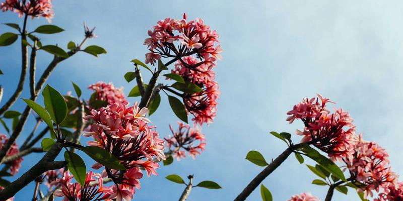 锅炉燃烧优化与空气预热器选型：润丰锅炉专家解析提升热效率的关键技术